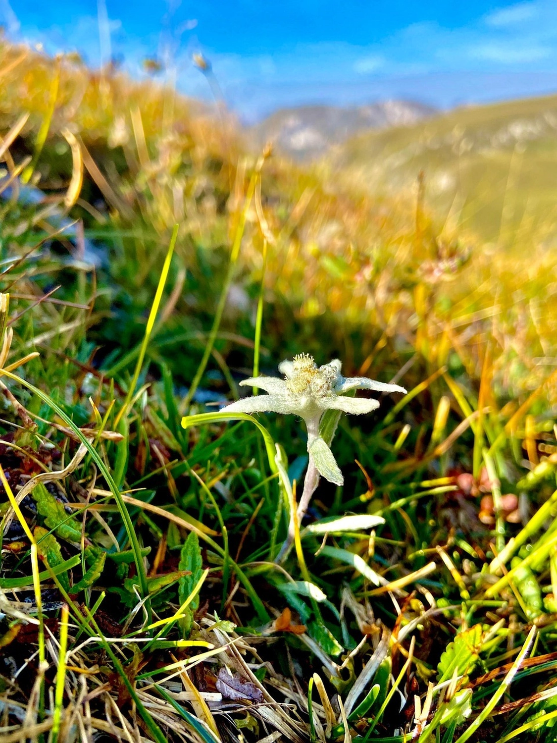 Bestattung Die letzte Umarmung - Bestatter - Blumen im Garten