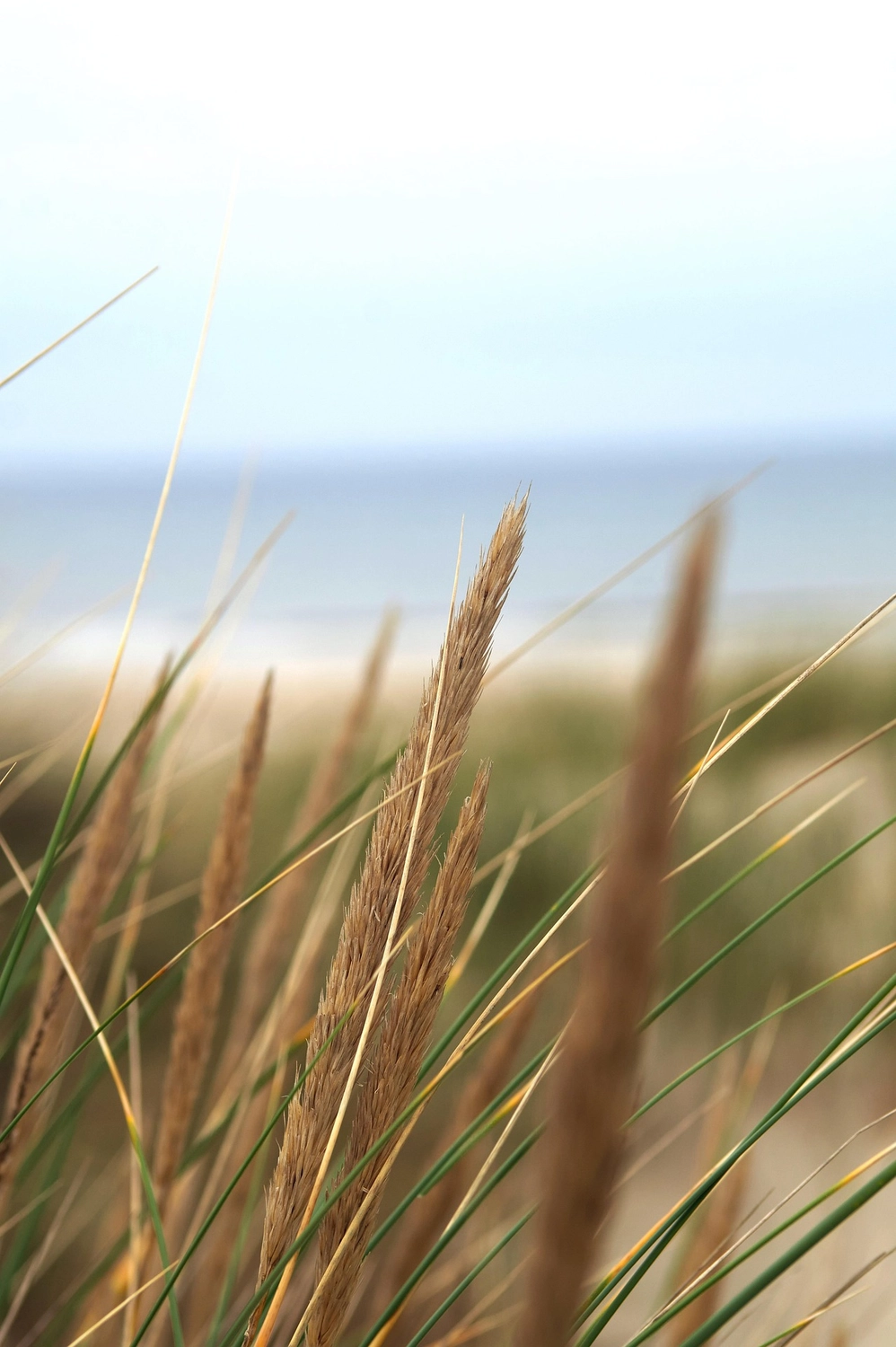 Bestattung Die letzte Umarmung - Bestatter - Dune grass