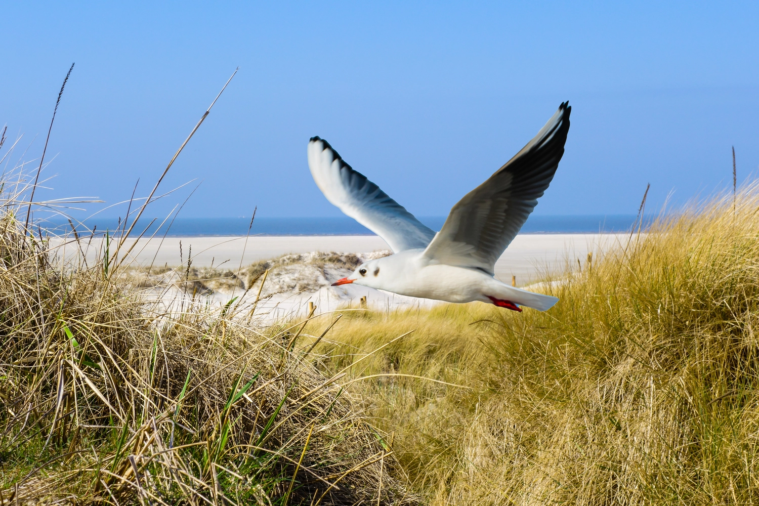 Bestattung Die letzte Umarmung - Bestatter - Der auf dem Bild abgebildete Vogel ist eine Lachmöwe (Chroicocephalus Ridibundus), eine kleine Möwenart, die in ganz Eurasien vorkommt.