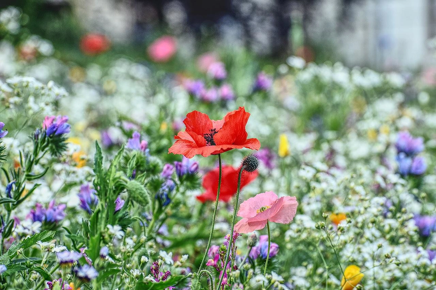 Bestattung Die letzte Umarmung - Bestatter - Blumen im Garten