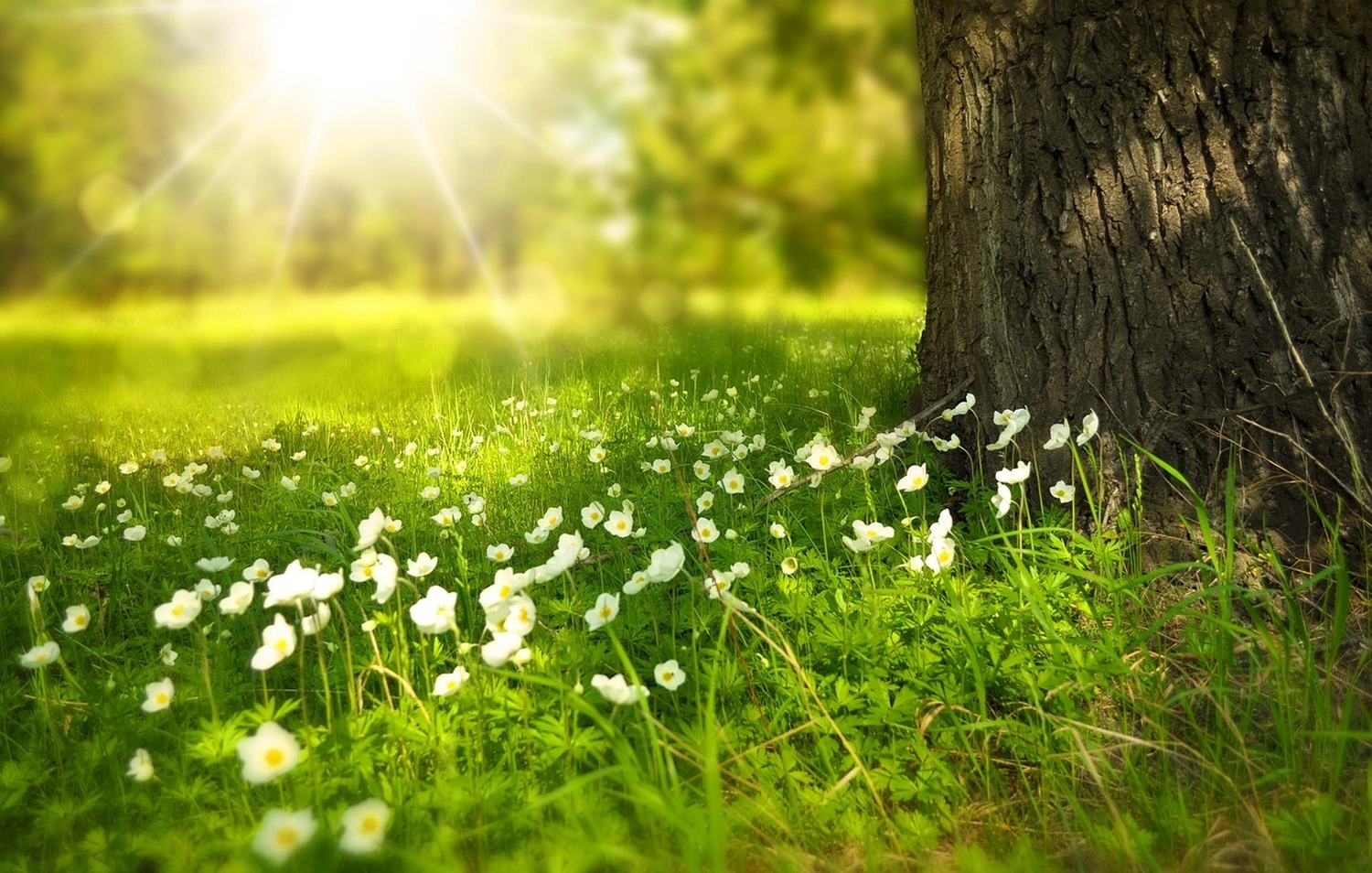 Bestattung Die letzte Umarmung - Bestatter - Blumen im Garten