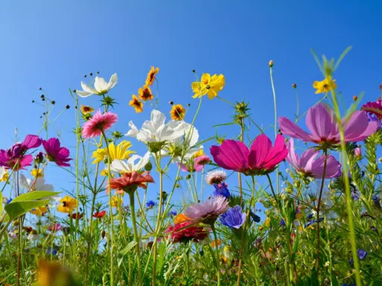 Bestattung Die letzte Umarmung - Bestatter - Blumen im Garten