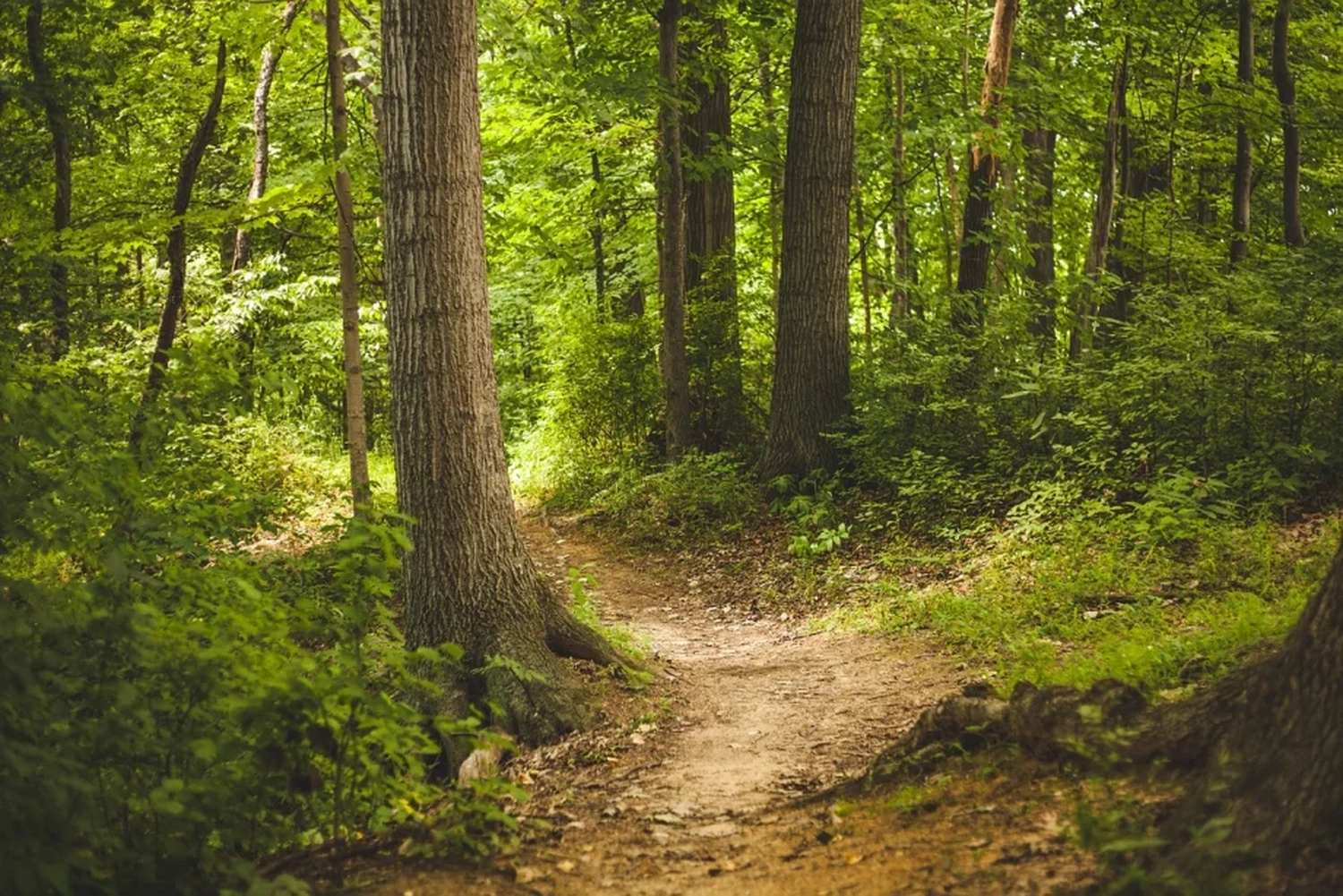 Bestattung Die letzte Umarmung - Bestatter - Wald